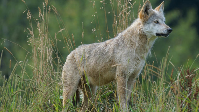 Dire wolves are reportedly back; here’s the next likely revival
