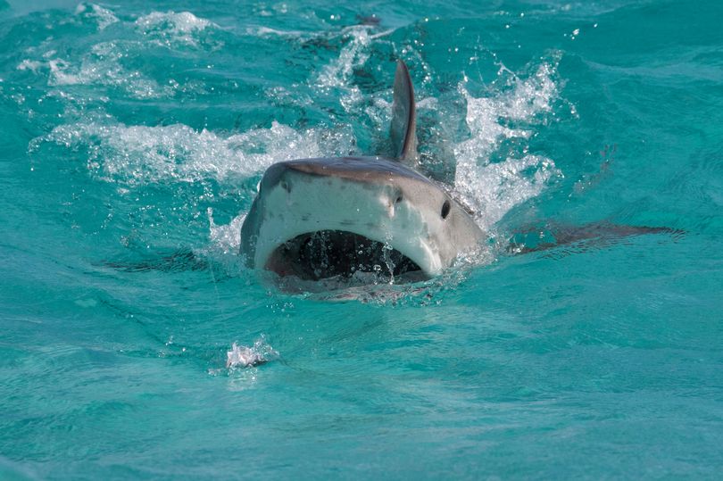 Expert diver names one action you should never take if you see a shark