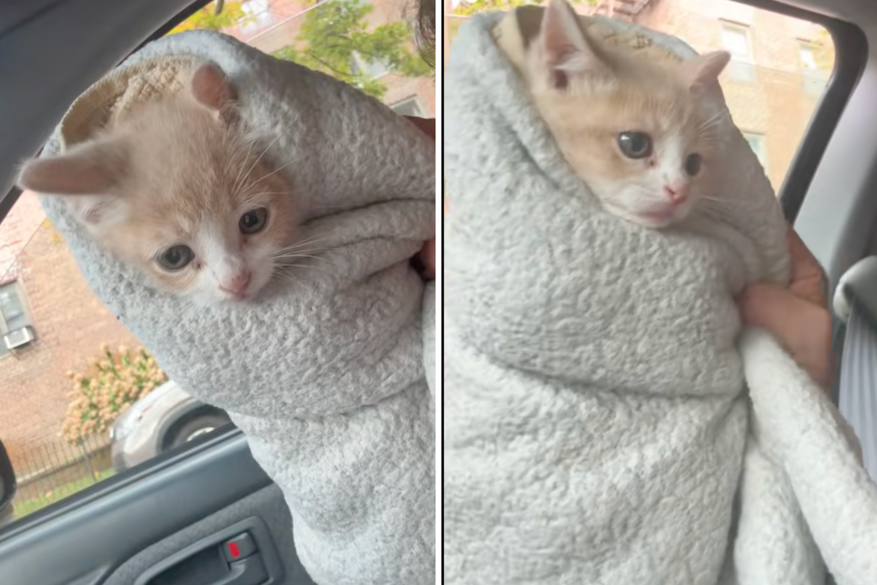 Kitten found in alleyway returned for being "bad," but there's a twist