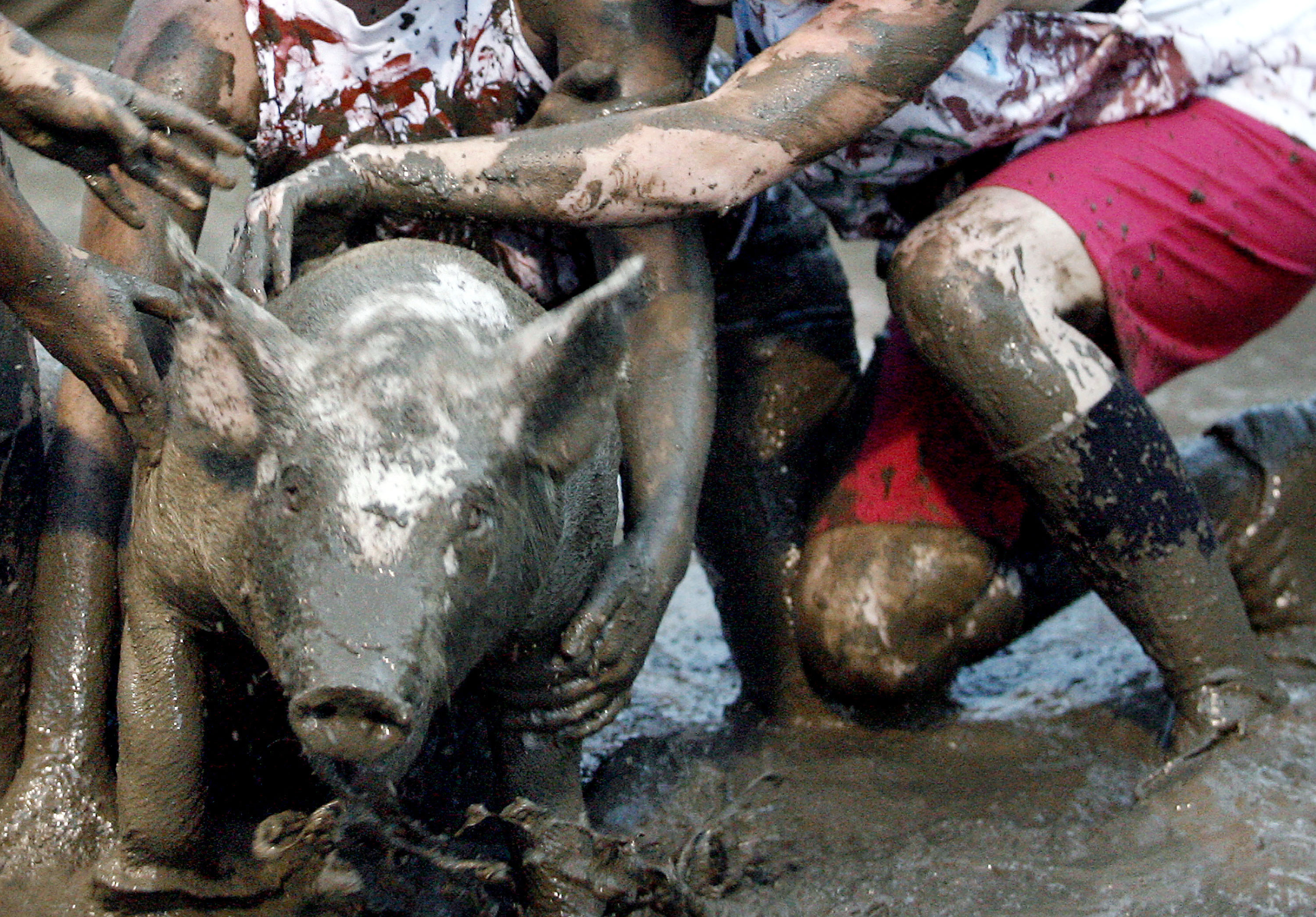 A Wyoming county fair brings back pig wrestling — but with no men allowed