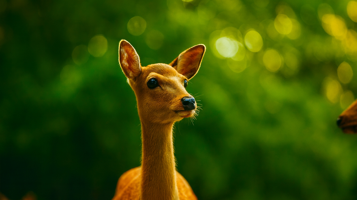 The Calm Beauty of the Deer