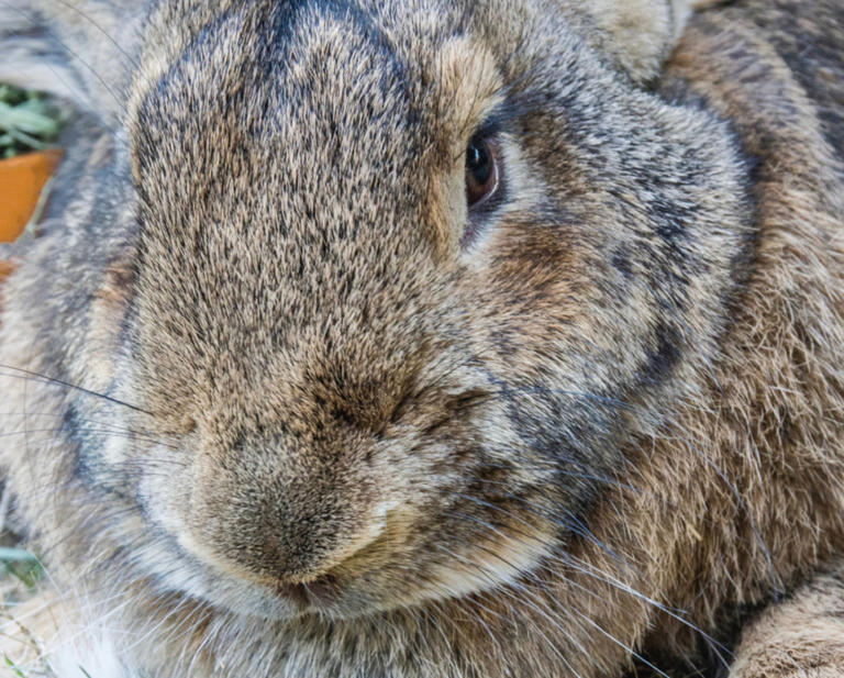 Flemish Giant Rabbit Gets the Binkies After Hopping Upstairs to See Her Mom