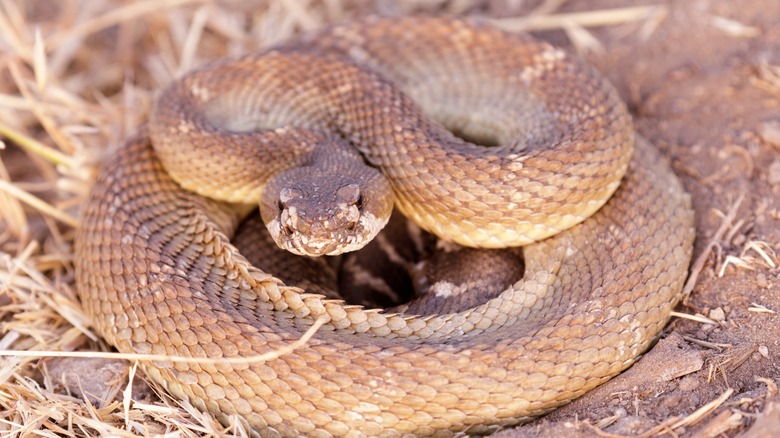 Creatures To Beware Of When Adventuring In Yosemite National Park