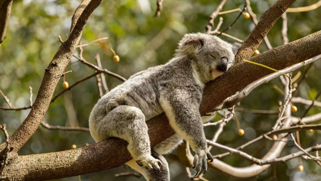 From Pythons to Koalas: 5 sleepyhead animals that nap their way through ...
