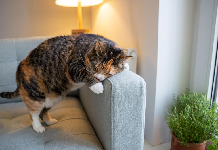 Here’s How You Can Help Your Cat Behave Better If It’s Always Misbehaving
