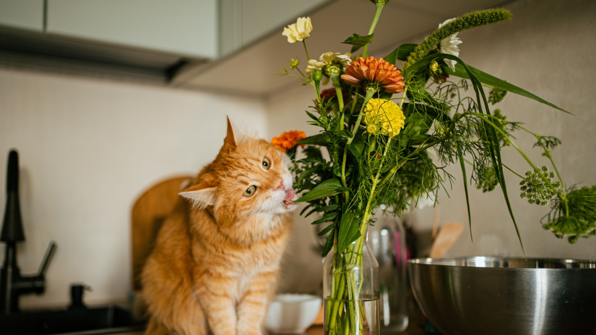 Here’s How You Can Help Your Cat Behave Better If It’s Always Misbehaving