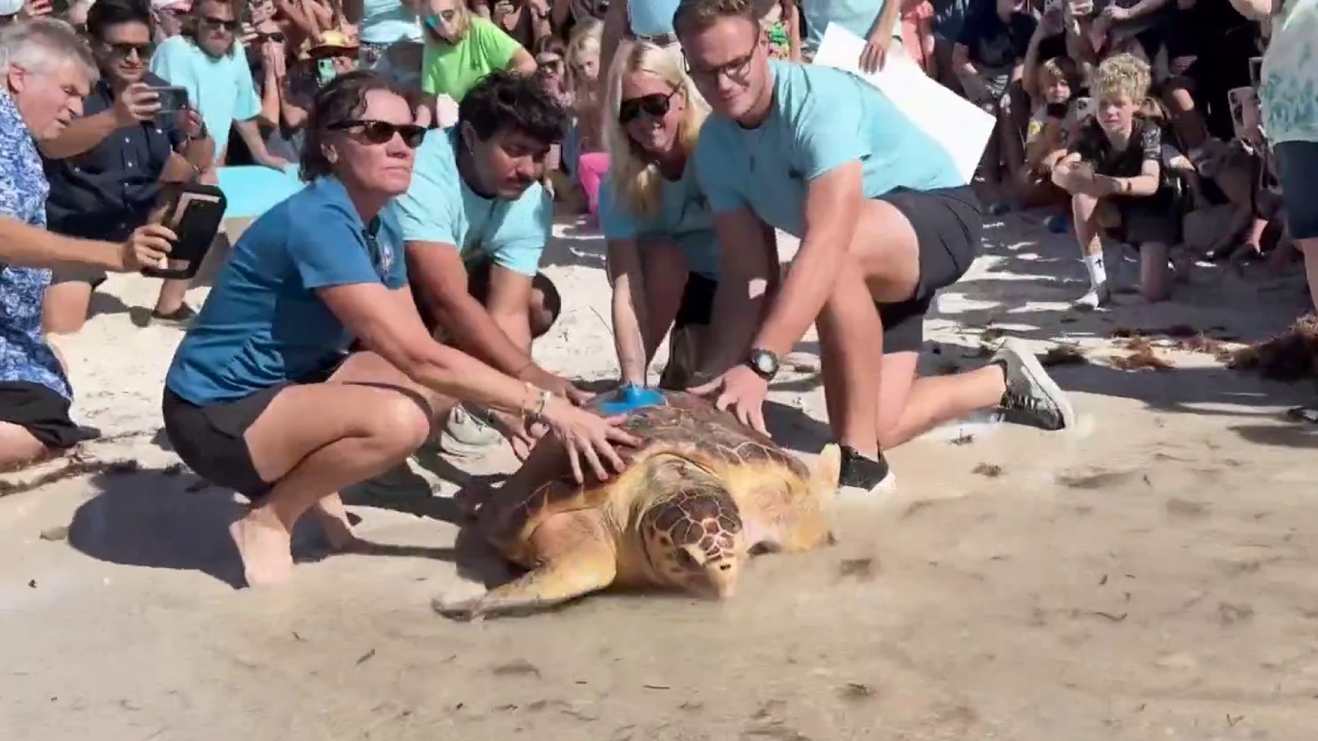 Endangered turtle returns to ocean after surgery to remove life ...