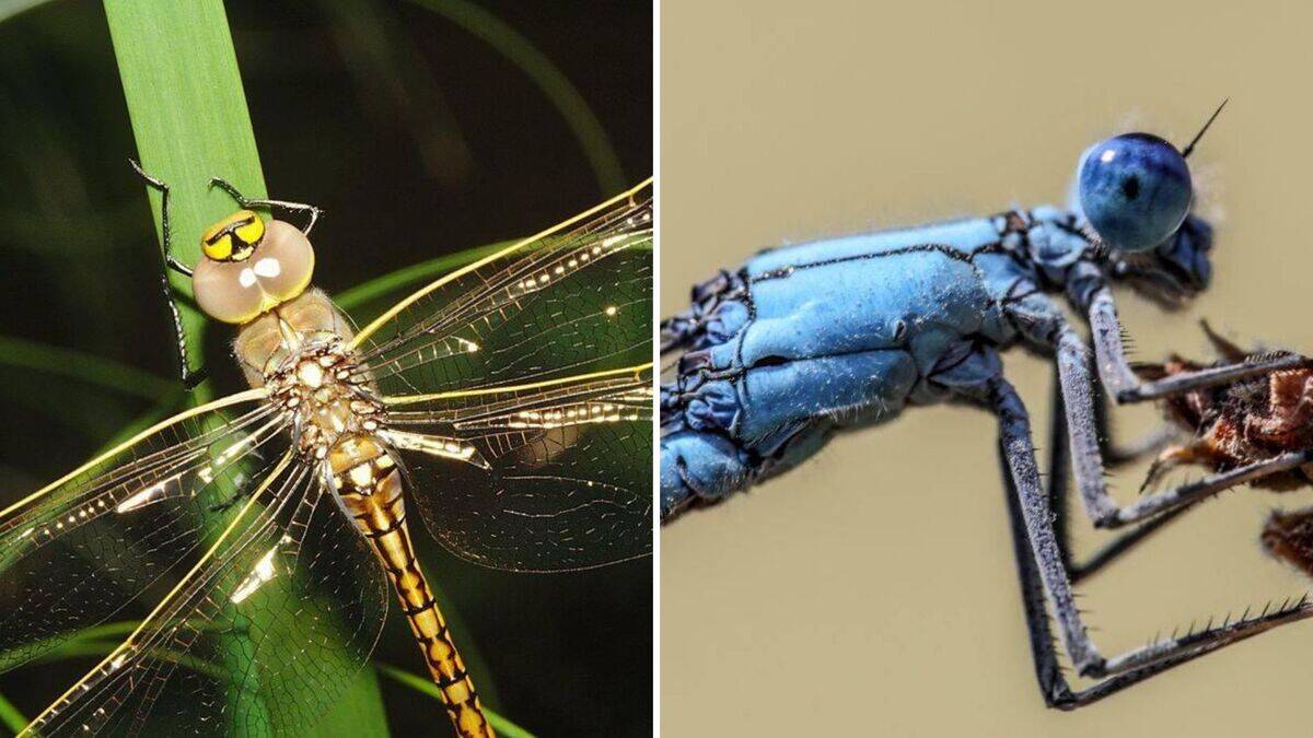 20+ Little-known facts about dragonflies
