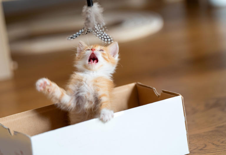 Here’s How You Can Help Your Cat Behave Better If It’s Always Misbehaving