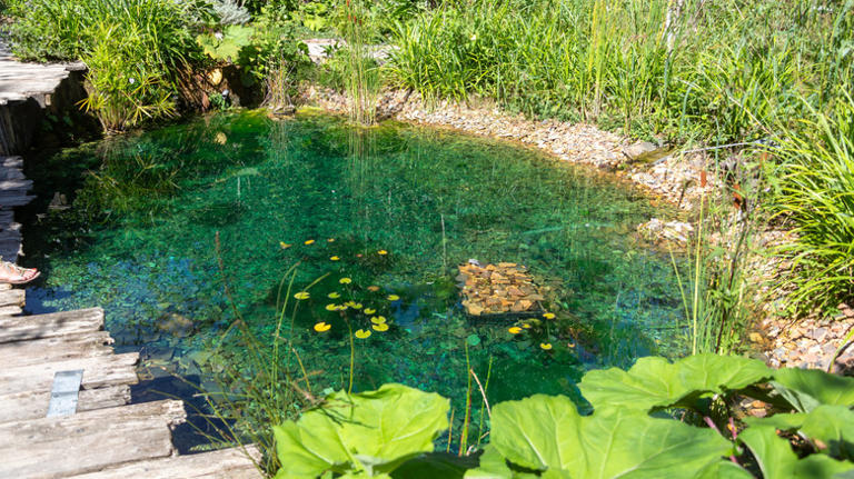 How Native Plants Can Help Prevent Your Yard From Flooding During Heavy ...