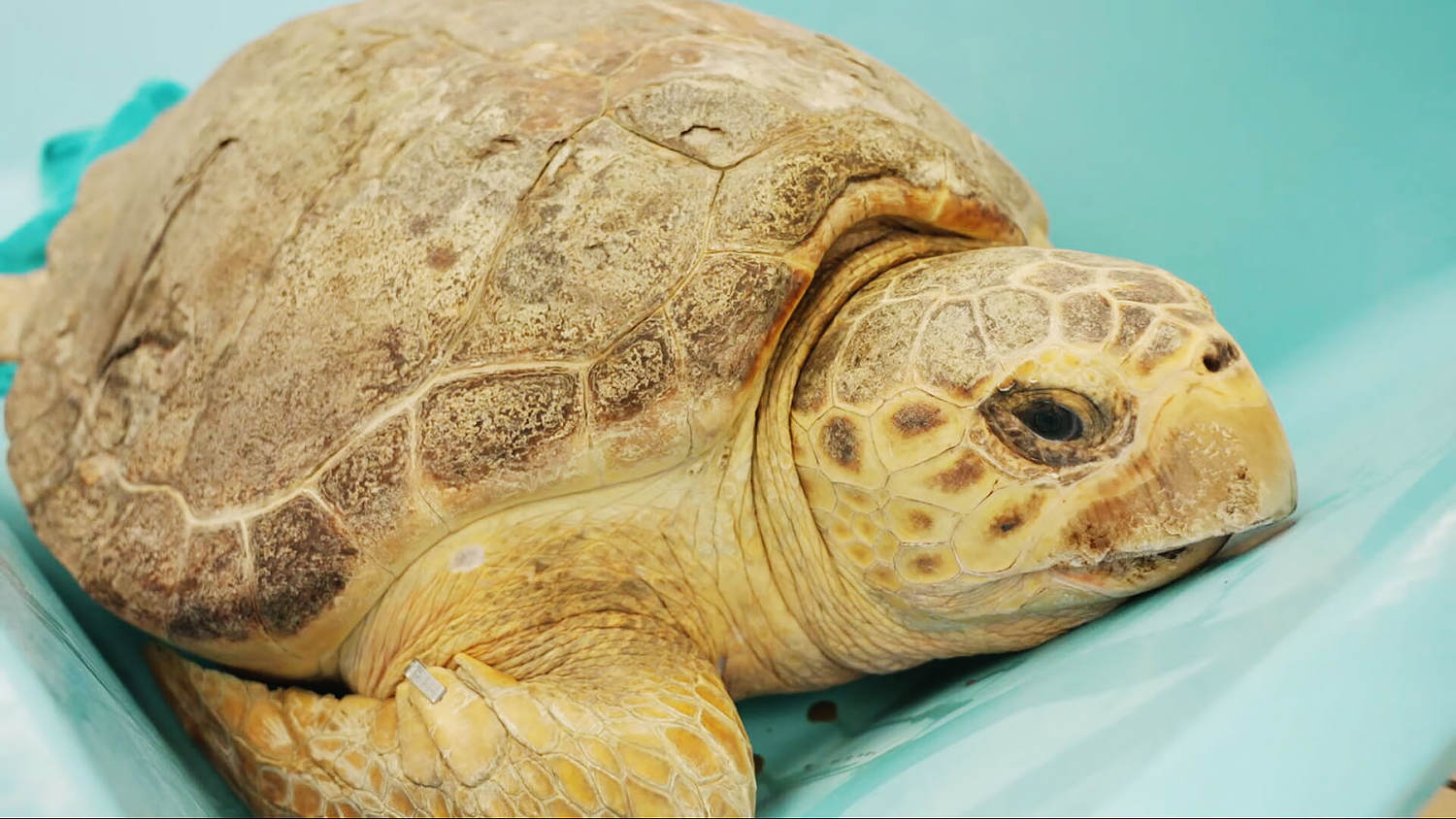 Massive loggerhead turtle released back into ocean after surviving 10(02)