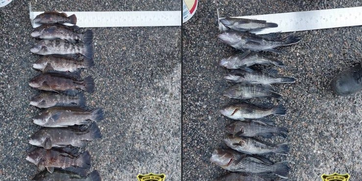 DEM says Massachusetts men caught in Newport with 67 undersized fish