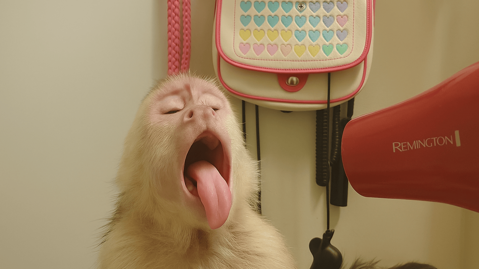 A Sleepy Monkey Losing the Battle Against the Blow Dryer