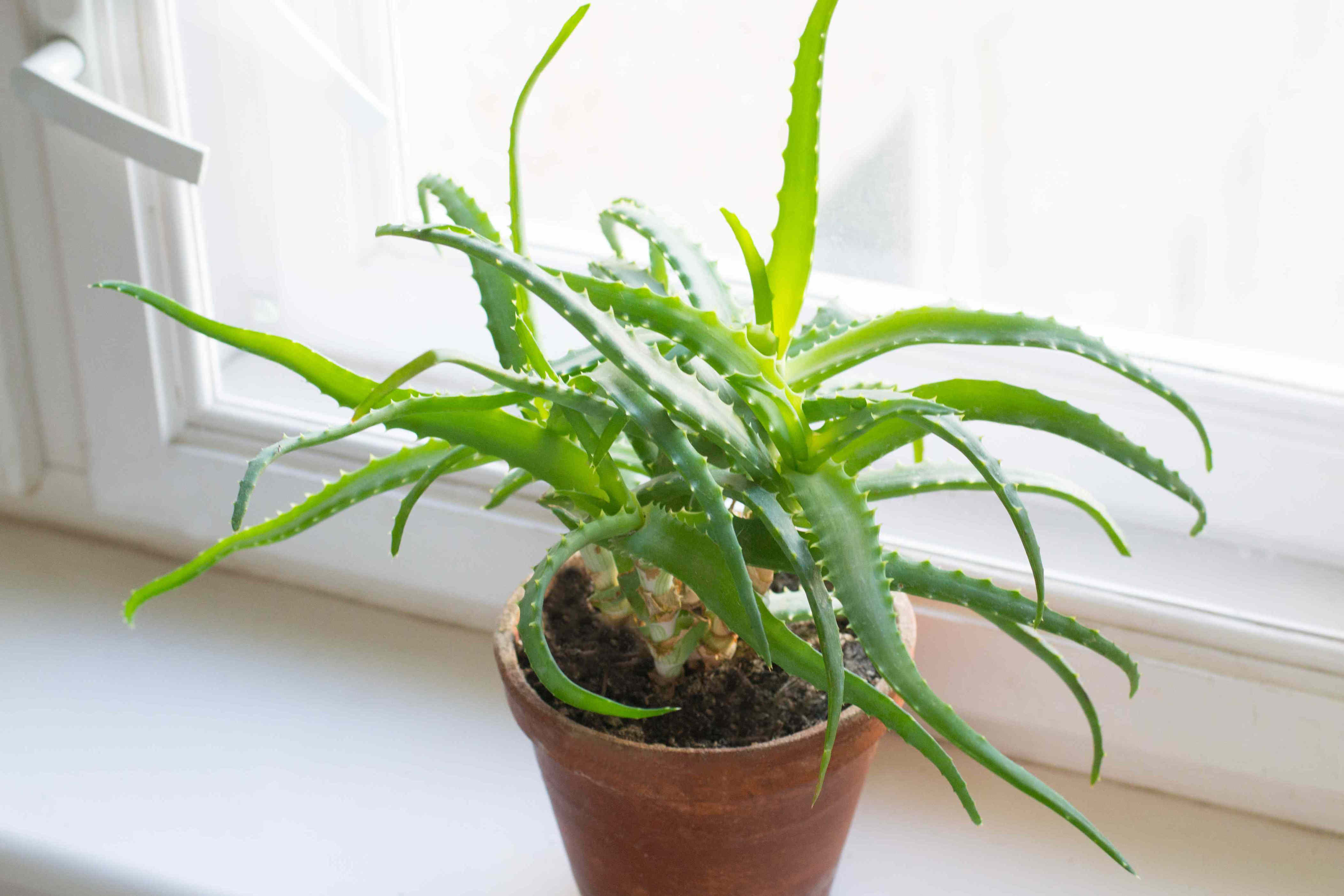 Aloe Vera Plant