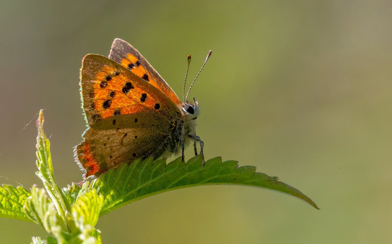 Did you know? Butterflies can taste with their feet