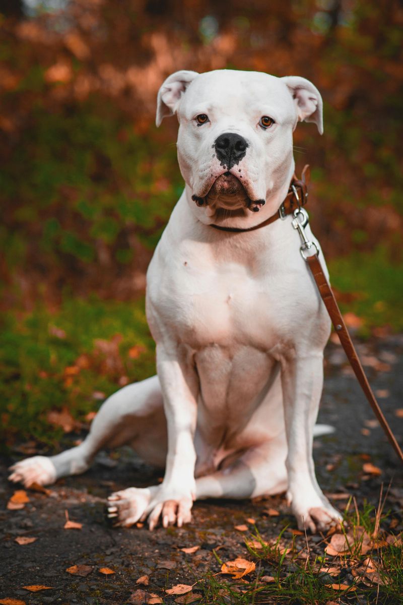 15 Dog Breeds That Resemble Pit Bulls – But Are Completely Different