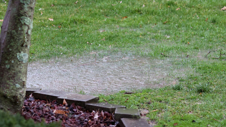 How Native Plants Can Help Prevent Your Yard From Flooding During Heavy ...