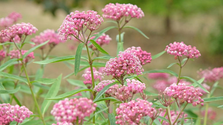How Native Plants Can Help Prevent Your Yard From Flooding During Heavy ...