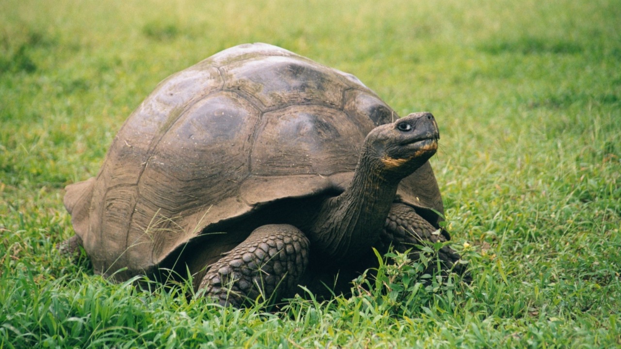 The 141-year-old tortoise that outlived presidents has died
