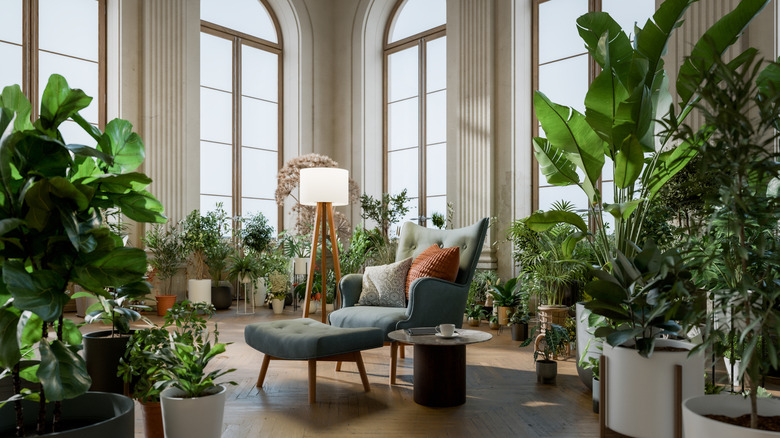 The Indoor Tree That Thrives In Low-Light Conditions
