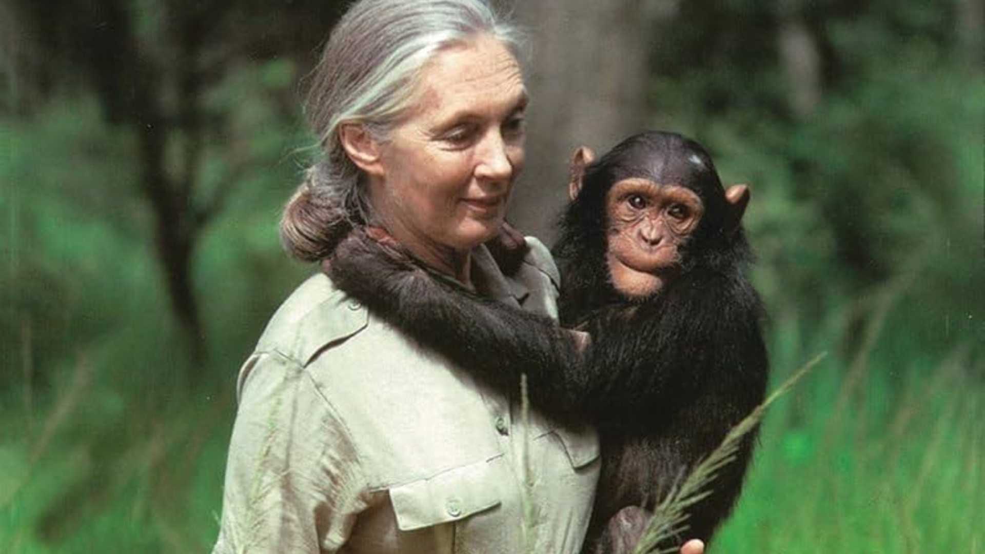 Gary Larson Releases New Far Side, Tribute to Jane Goodall