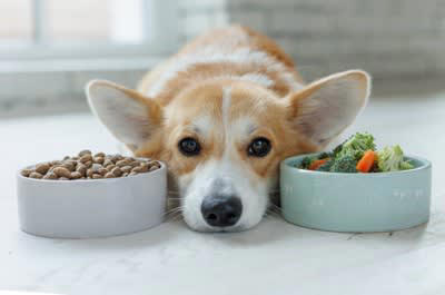 犬が食べると『消化不良』引き起こすモノ５選 意外と知られていない食べ物や誤食した場合の応急処置まで