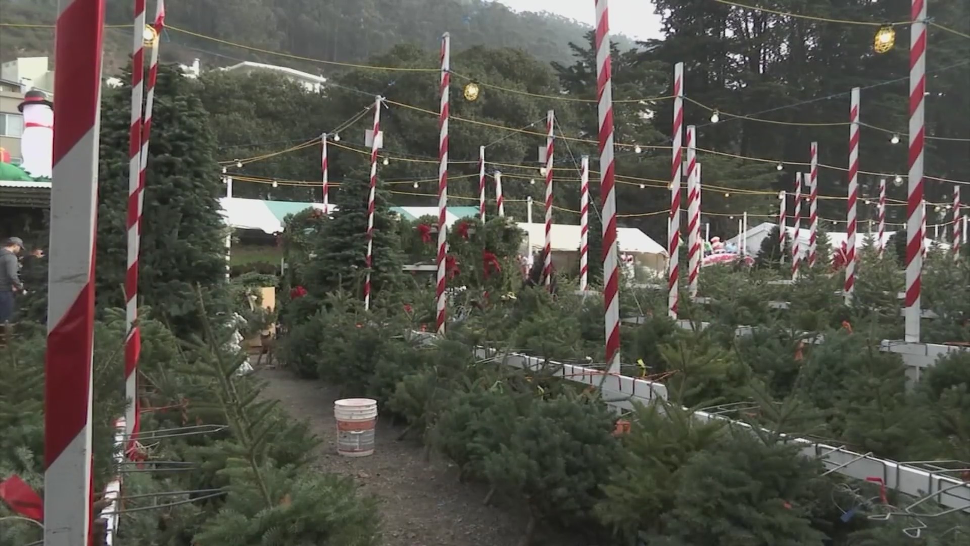 Christmas tree rush under way