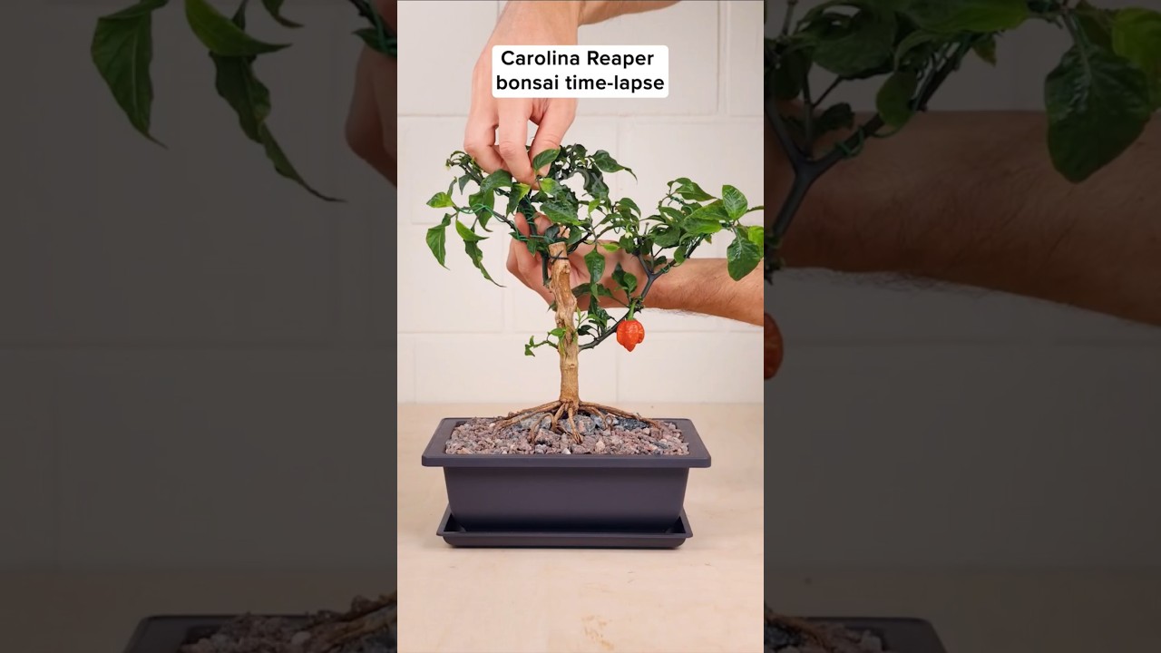 Carolina reaper bonsai grows in fast-forward! 🌶️