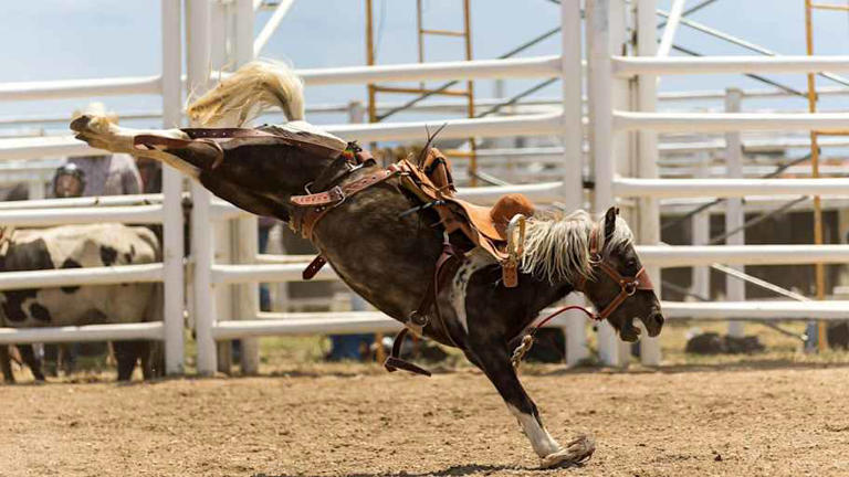 Rocky Mountain Mini Broncs Building Future NFR Rough Stock Riders