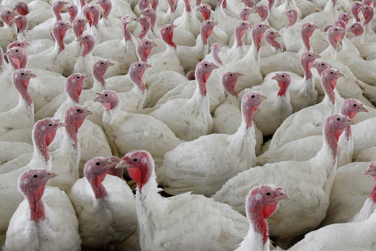 4 poultry farms in southwestern Ontario hit with avian flu resulting in ...