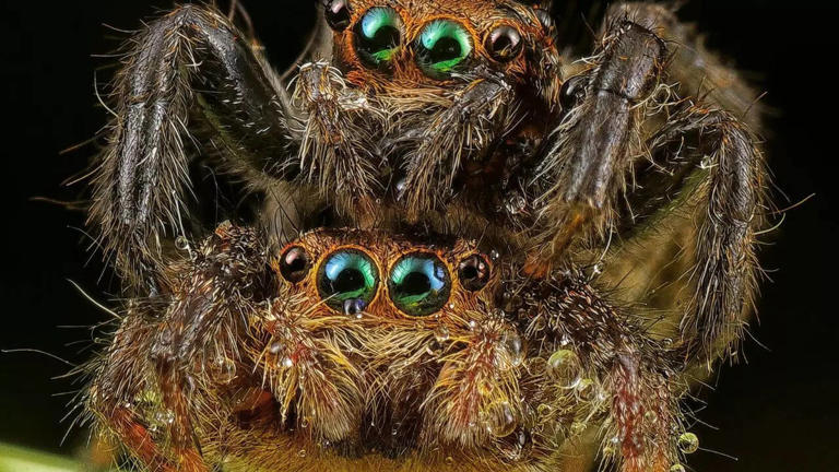 Can spiders feel affection towards humans? What science really tells us