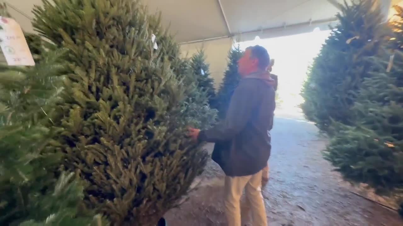 Christmas Trees and Community: How Hurricane Helene Strengthened an ...