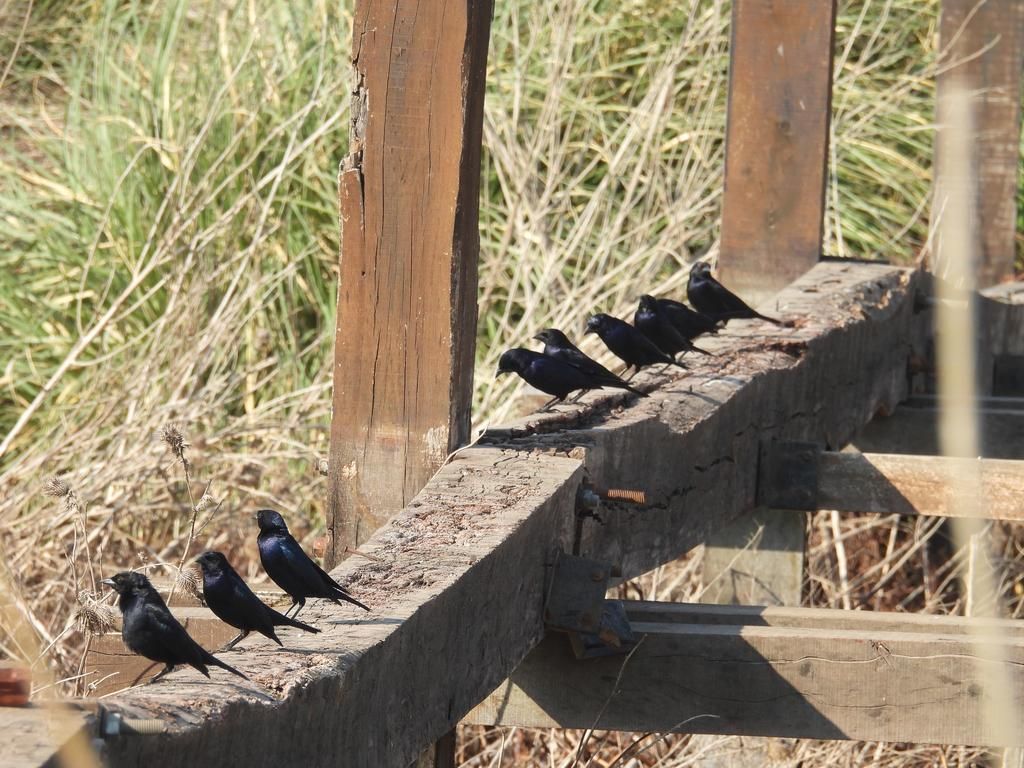 5 Fakta Menarik Burung Shiny Cowbird, Parasit Pintar Amerika Selatan - Info Malang Raya AA1Rmpnu - Info Malang Raya