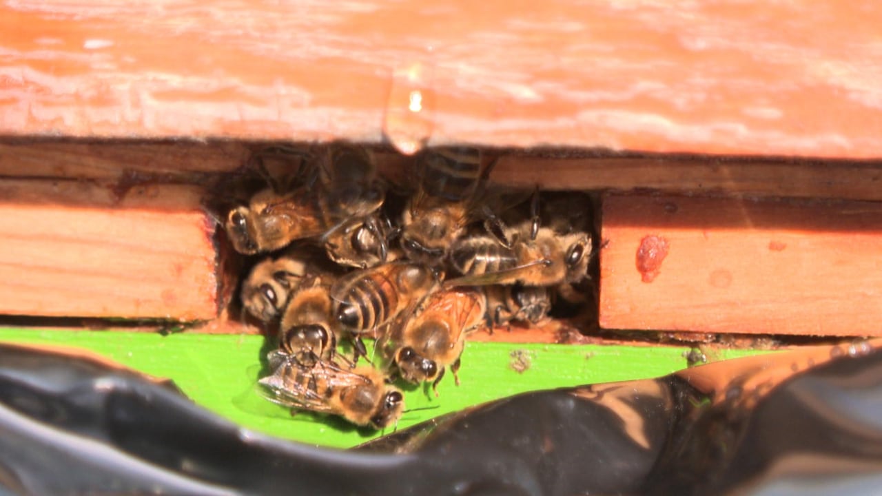 Calgary bees not buzzing over mild fall