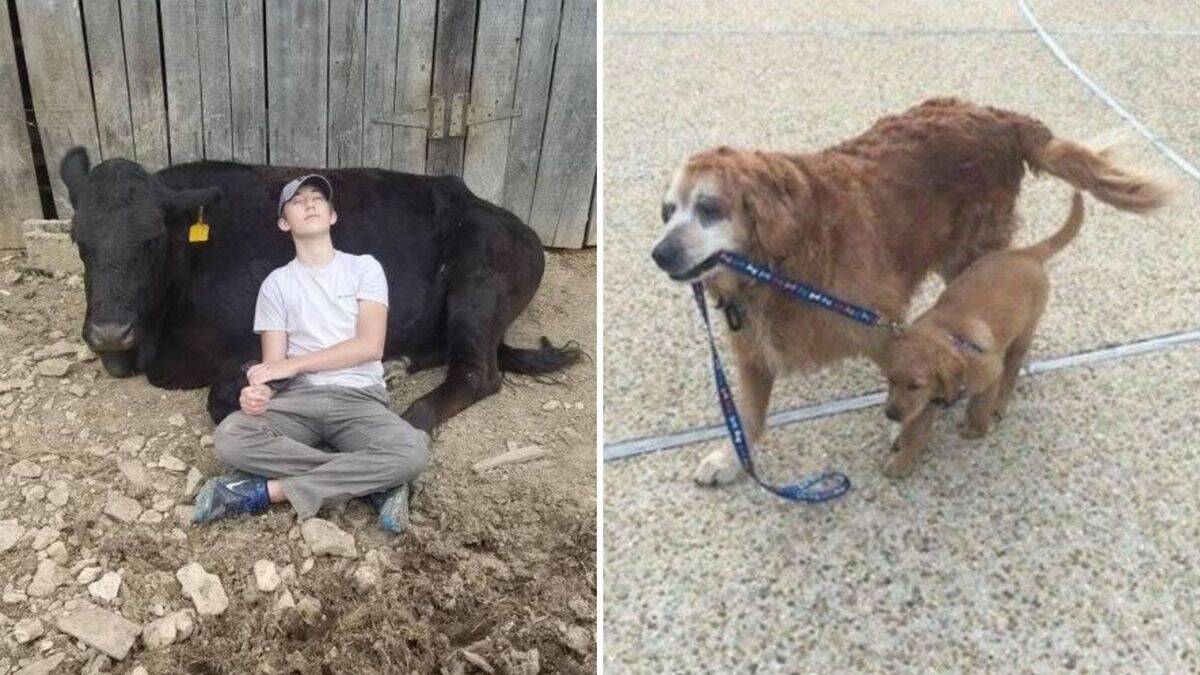 Adorable pics that show just how supportive animals can be