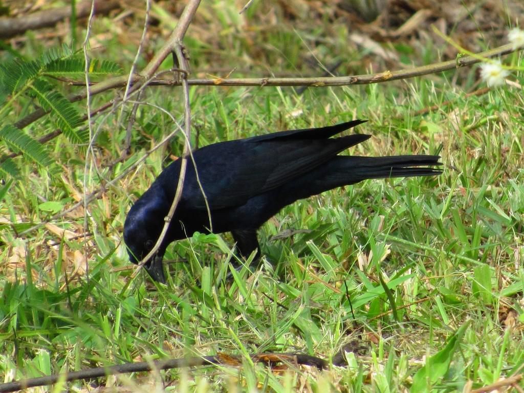 5 Fakta Menarik Burung Shiny Cowbird, Parasit Pintar Amerika Selatan - Info Malang Raya AA1RmymI - Info Malang Raya