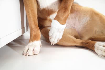 犬が『足を痛めている』ときに見せるサイン4つ 危険な症状や飼い主がとるべき対処法とは
