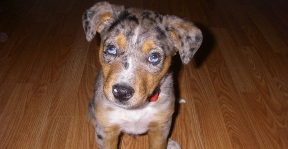 15 Dog Breeds with Stunning Eyes