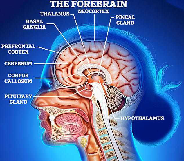 This is EVERYTHING you can blame your frontal lobe for, according to ...