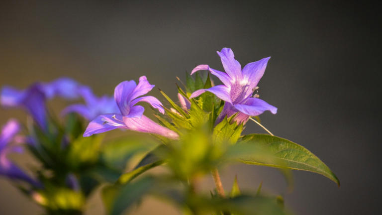 Why shiny colors are rare in nature, lab flowers suggest