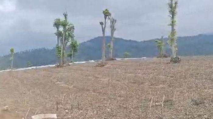 Kerusakan Kebun Teh Pangalengan Setara 210 Lapangan Sepak Bola, ITB Ungkap Ancaman Banjir Besar