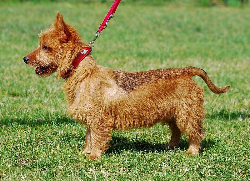 Image showcasing 15 Highly Intelligent Small Dog Breeds with Impressive Brains and Sharp ...