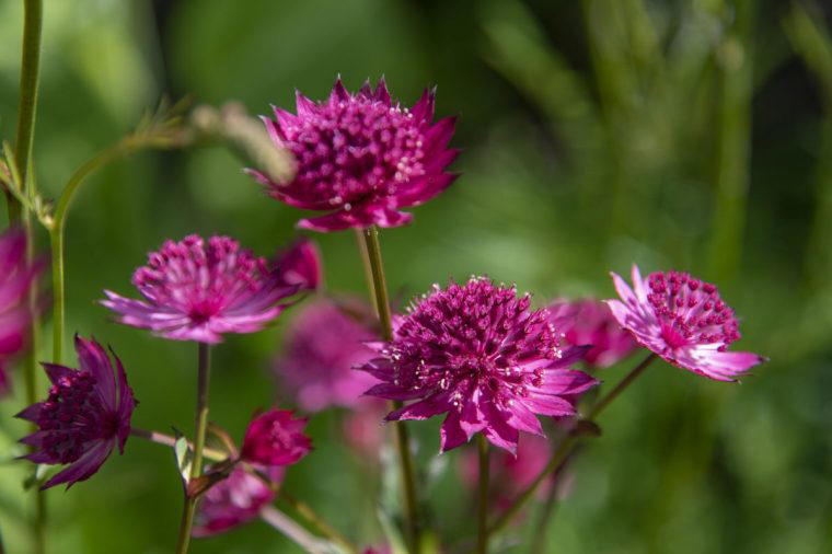 An expert’s guide to plants that thrive in clay soil – and how to grow them