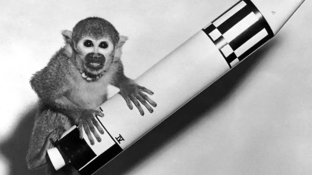 7 animals that became space travellers ahead of humans
