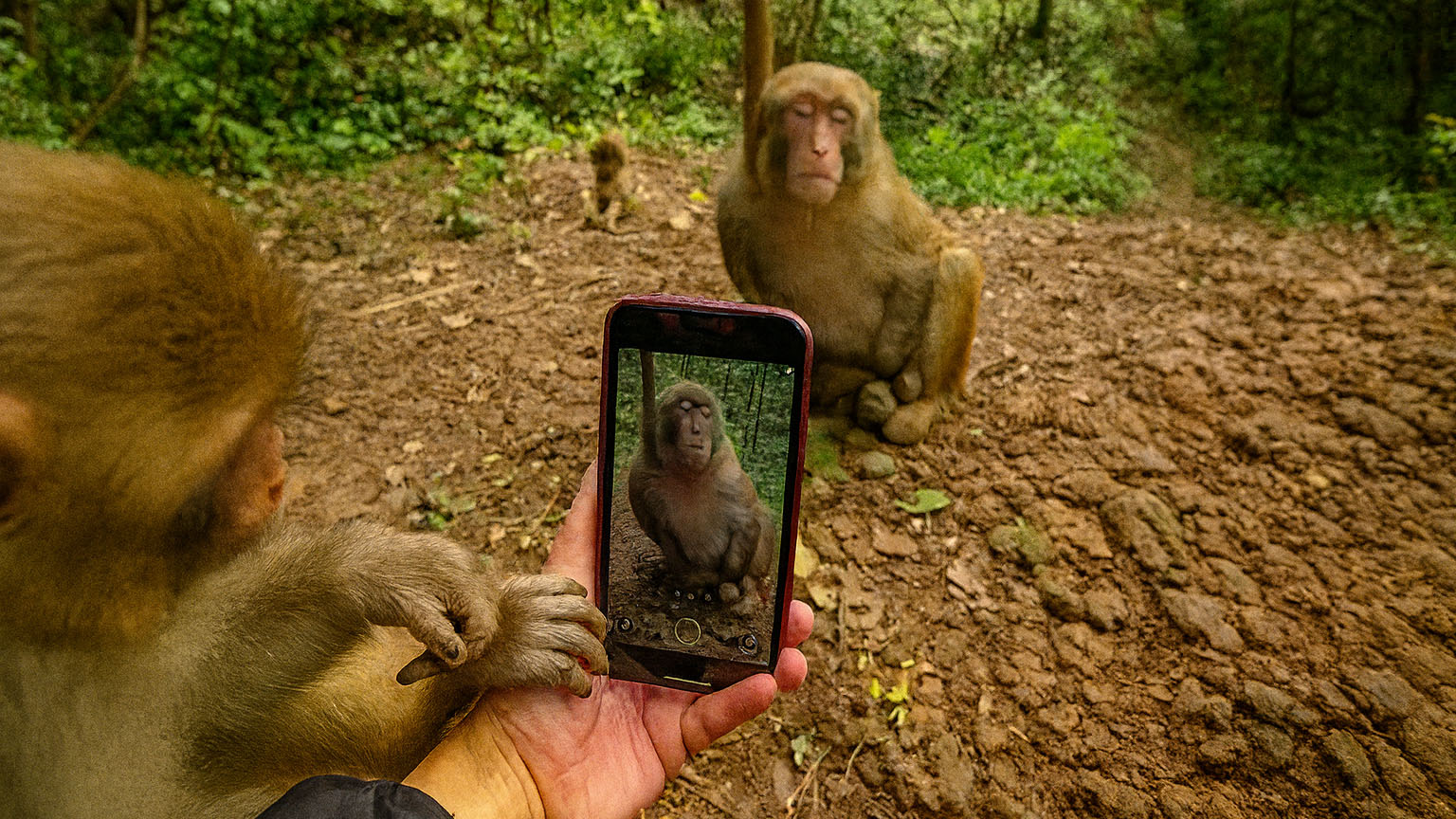 Grappig Aapje Maakt Een Foto Van Zijn Broertje