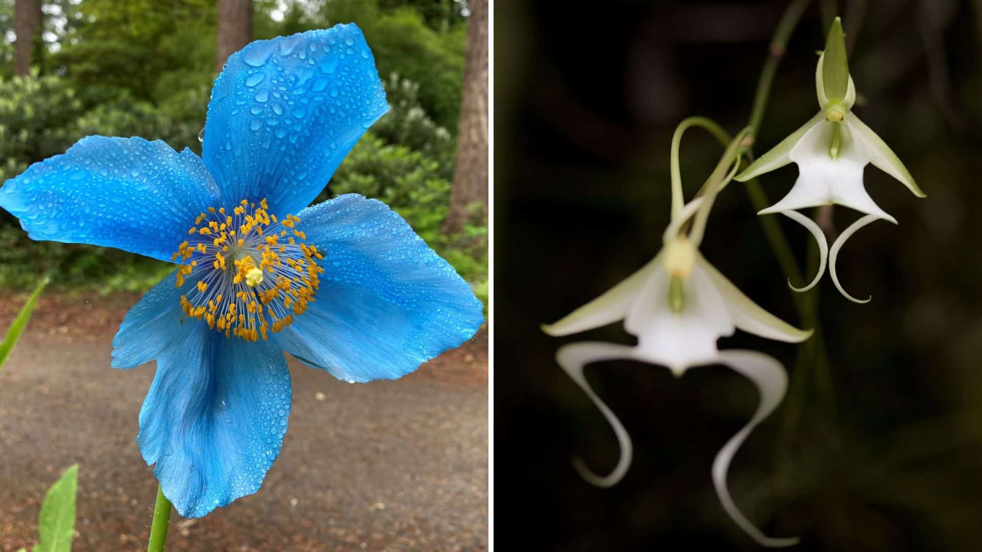 Rare Plants That Bloom Only Once Every Few Decades