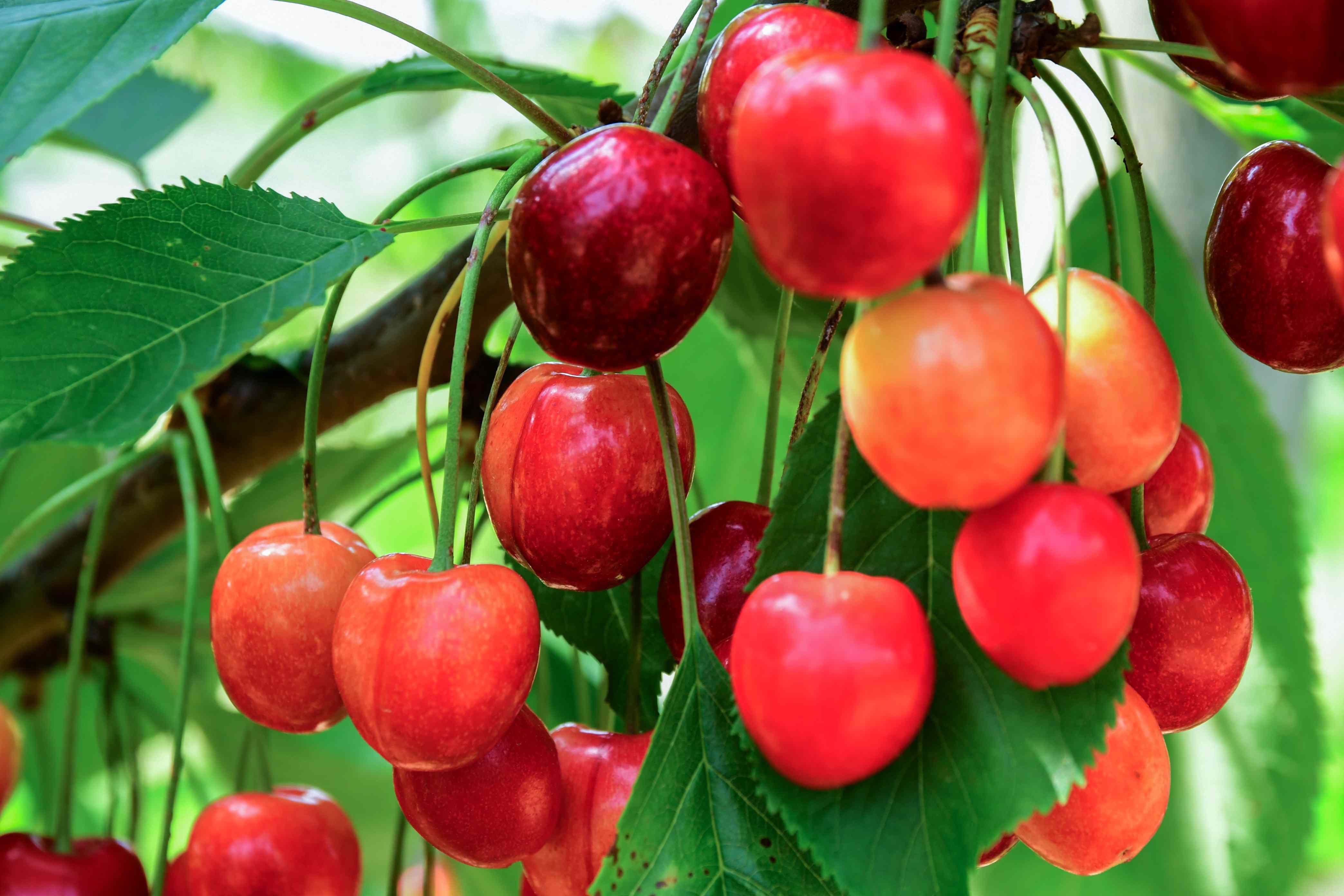 How to Grow a Cherry Tree Indoors and Harvest Delicious Fruit at Home