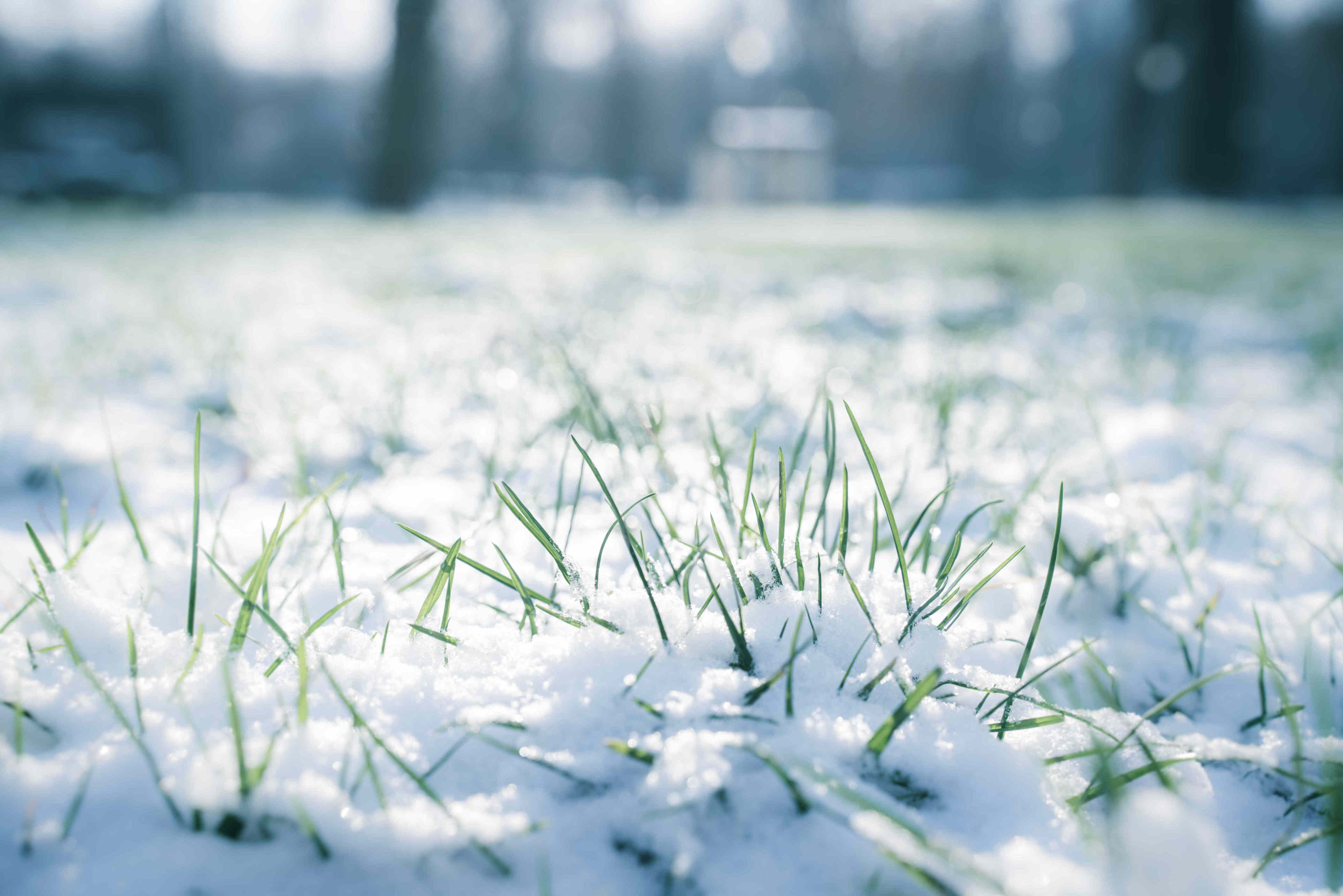 How To Protect Your Lawn From Snow And Ice Damage This Winter