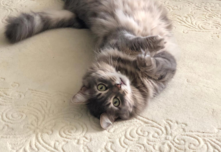Cat Behaviorist Shares Sweet Reason Cats ‘Flop’ Over In Front Of You
