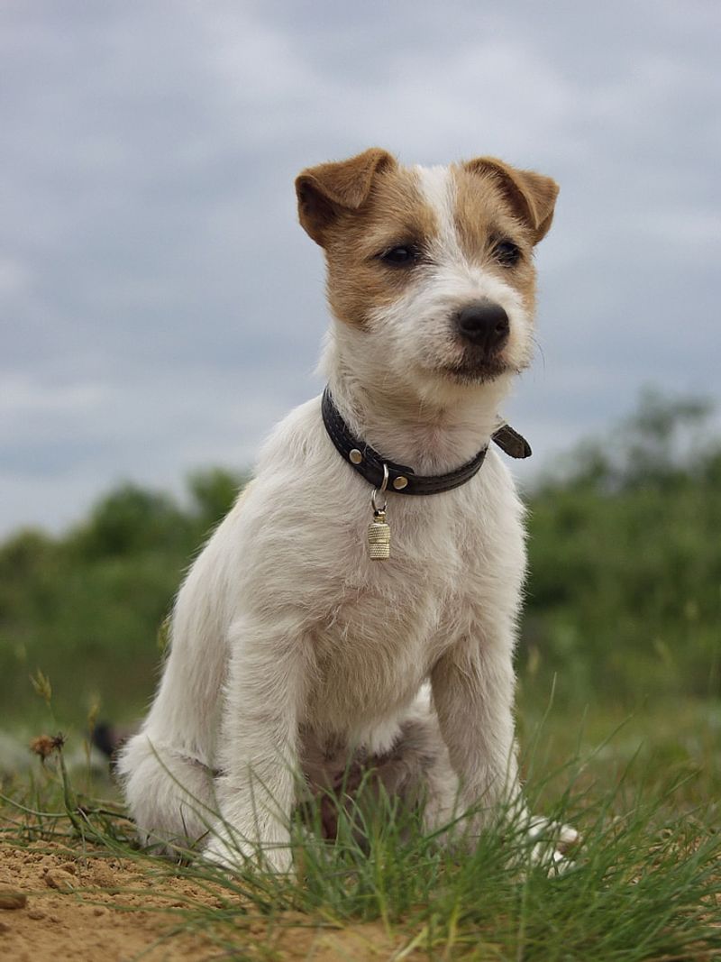 Image showcasing 15 Highly Intelligent Small Dog Breeds with Impressive Brains and Sharp ...